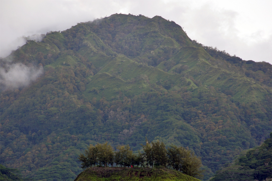 View
                from field