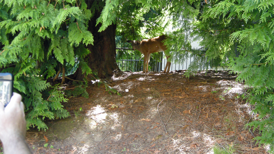 Deer by dorms