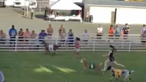 Nene goat race