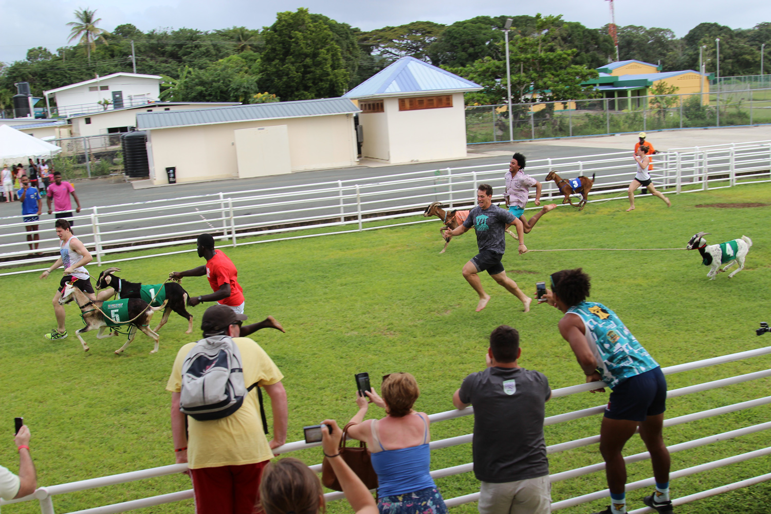 Andrew
              goat racing
